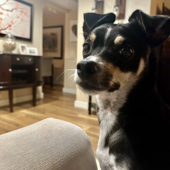 Leana's Pet Sitting Services - Piper from Montecito - Pet Sitting Near Me