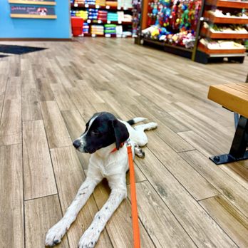 Pet Food Express - Pet Stores Near Me - Oakland, California Pet Food Express - Pet Stores Near Me - Oakland, California