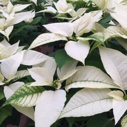 Best poinsettias around and in so many available sizes and colors. Best poinsettias around and in so many available sizes and colors.
