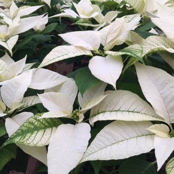 Pleasant Valley Greenhouses - Best poinsettias around and in so many available sizes and colors. - Nurseries & Gardening Near Me - Damascus, Oregon Pleasant Valley Greenhouses - Best poinsettias around and in so many available sizes and colors. - Nurseries & Gardening Near Me - Damascus, Oregon