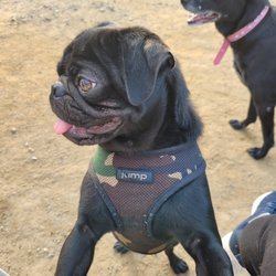 Pine Meadows Pet Resort