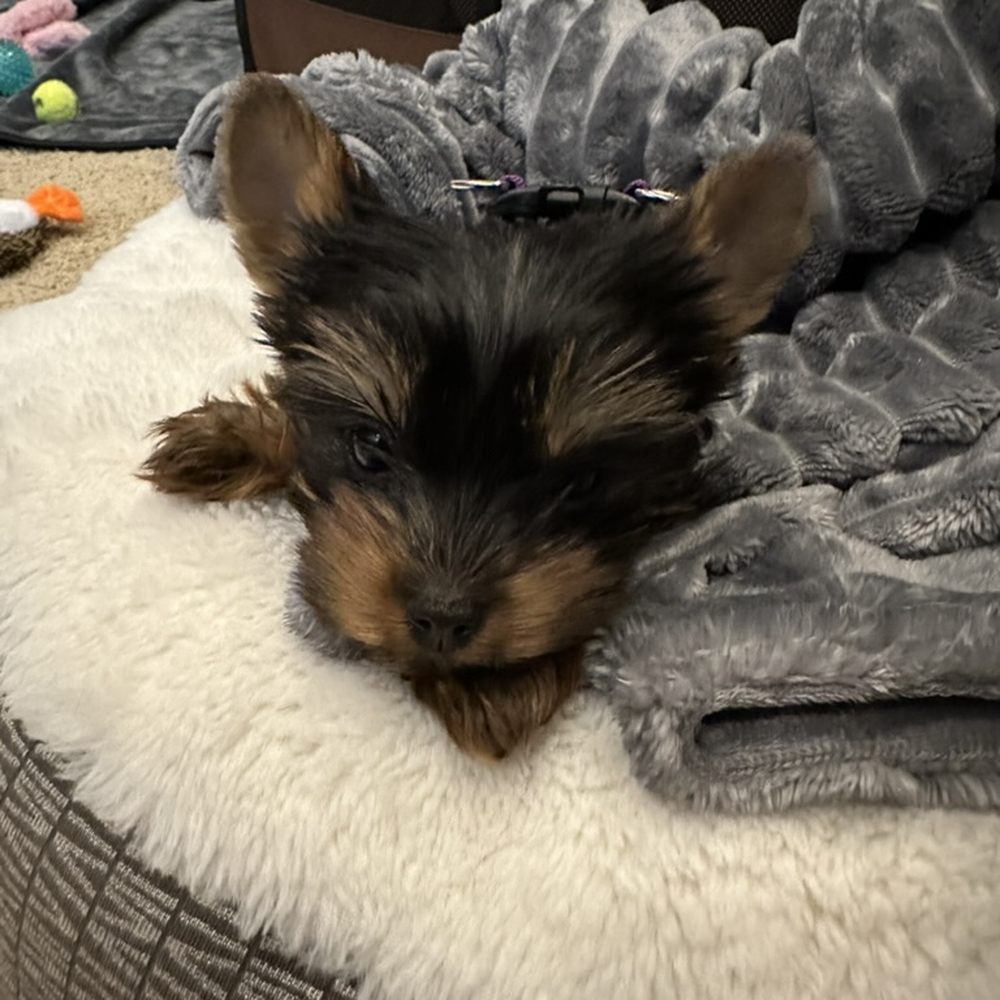 Crystal Garden Yorkies - Pet Breeders Near Me Crystal Garden Yorkies - Pet Breeders Near Me