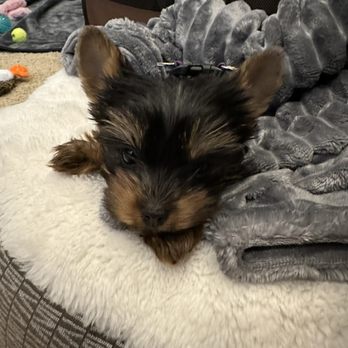 Crystal Garden Yorkies - Pet Breeders Near Me Crystal Garden Yorkies - Pet Breeders Near Me