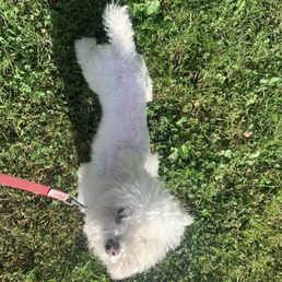 Partially groomed after cutting his leg with the shearing tool.