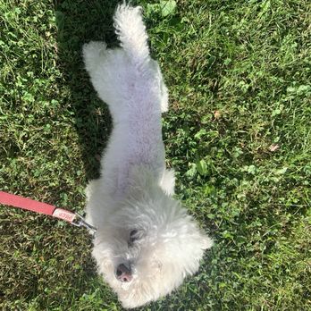 PetSmart - Partially groomed after cutting his leg with the shearing tool. - Pet Training Near Me - Glen Mills, Pennsylvania