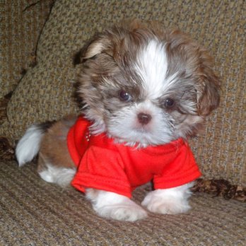 Victorian Dynasty Shih Tzu - Pet Breeders Near Me Victorian Dynasty Shih Tzu - Pet Breeders Near Me