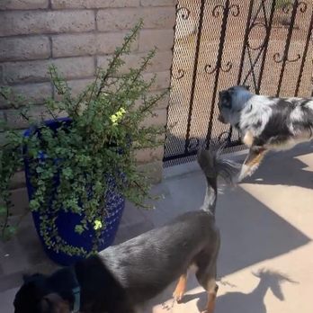 Elizalde's Welding - Dogs are safe behind gate, no longer scape artists. - Metal Fabricators Near Me Elizalde's Welding - Dogs are safe behind gate, no longer scape artists. - Metal Fabricators Near Me