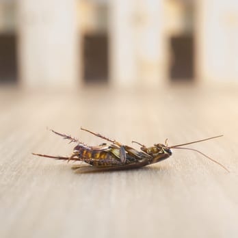 Farmer Termite & Pest Control - Dead roaches are the only roaches we like here at Farmer Termite & Pest Control - Pest Control Near Me Farmer Termite & Pest Control - Dead roaches are the only roaches we like here at Farmer Termite & Pest Control - Pest Control Near Me