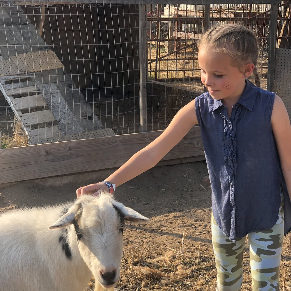 Strickler Monster Farms - They have a petting area for the goats. - Pumpkin Patches Near Me - Lincoln, California Strickler Monster Farms - They have a petting area for the goats. - Pumpkin Patches Near Me - Lincoln, California