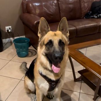 Westside German Shepherd Rescue - Pet Adoption Near Me - Los Angeles, California