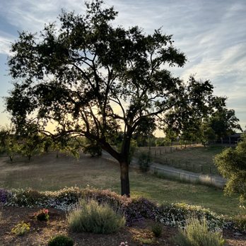 LD Tree Care - Valley oak - Tree Services Near Me LD Tree Care - Valley oak - Tree Services Near Me