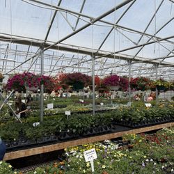 Martin's Produce & Greenhouse - It's endless!