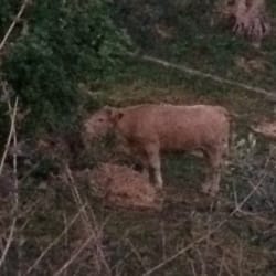 O Cabeço - Livestock on premises.