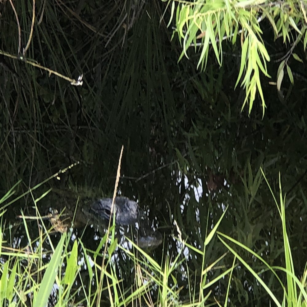 Shark Valley Tram Tours - Sneaky gator - Tours Near Me - Miami, Florida
