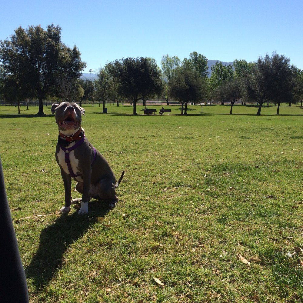 Camarillo Dog Park - Osiris - Pets Near Me