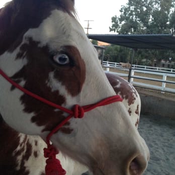 Exact Equine Inc - Veterinarians Near Me - Lakeside, California