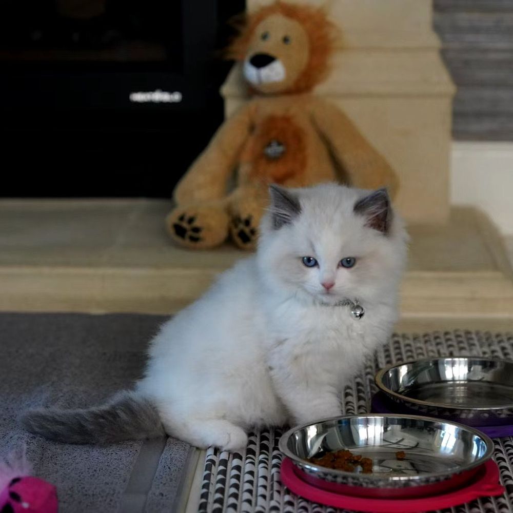 Ragdolljjsweeti - Pet Breeders Near Me Ragdolljjsweeti - Pet Breeders Near Me