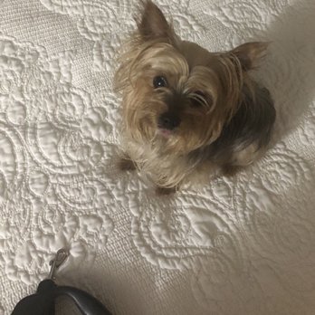 Villa Brasil Motel - Tiny dog friendly!!! - Hotels Near Me - Los Angeles, California Villa Brasil Motel - Tiny dog friendly!!! - Hotels Near Me - Los Angeles, California