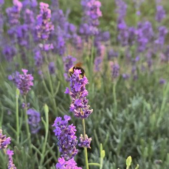 Bayer Farms & Lavender Fields - There were definitely bees but they did not bother me - Attraction Farms Near Me - Crittenden, Kentucky