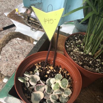 Nelson's Greenhouse - Nurseries & Gardening Near Me - Canoga Park, California Nelson's Greenhouse - Nurseries & Gardening Near Me - Canoga Park, California