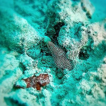 Honolulu Honu Divers - Eel we found. - Scuba Diving Near Me - Honolulu, Hawaii