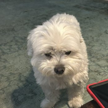 A Doggies Tail Spaw - Before the bath! Miracles happen after lol! - Pet Groomers Near Me - Simi Valley, California A Doggies Tail Spaw - Before the bath! Miracles happen after lol! - Pet Groomers Near Me - Simi Valley, California
