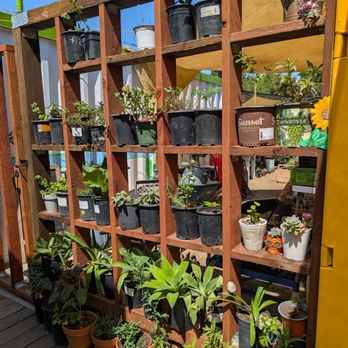 La Milpa Cafe - Plants for sale - Cafes Near Me - Santa Ana, California La Milpa Cafe - Plants for sale - Cafes Near Me - Santa Ana, California