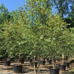 Fairways Nursery - 30 Gallon Riverbirch - Duraheat and Heritage