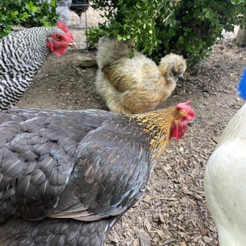 The Art Barn - Chickens - Kids Activities Near Me - Canton, Georgia The Art Barn - Chickens - Kids Activities Near Me - Canton, Georgia