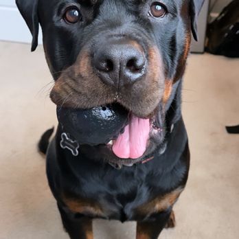 Elite K-9 Training - Pet Training Near Me - Castle Rock, Colorado Elite K-9 Training - Pet Training Near Me - Castle Rock, Colorado