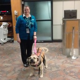 Muffin the Presa Canario service dog boarding WestJet. Muffin the Presa Canario service dog boarding WestJet.