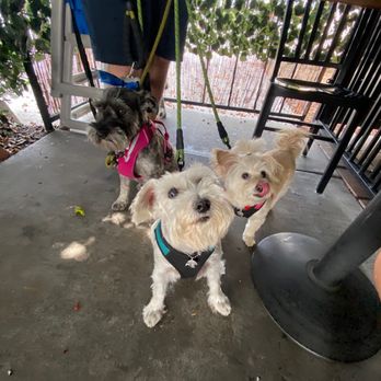 Venice Bakery & Restaurant - our pups on the patio - Bakeries Near Me - Los Angeles, California Venice Bakery & Restaurant - our pups on the patio - Bakeries Near Me - Los Angeles, California
