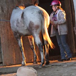 Double DAB Riding Stable - Brushing Tuffin. getting ready to ride.