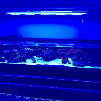Living Reef - Aquarium Services Near Me - Orlando, Florida Living Reef - Aquarium Services Near Me - Orlando, Florida