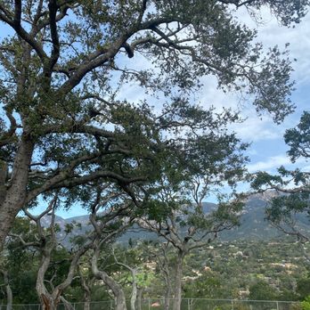 Tender Loving Care Tree Service - Tree Services Near Me - Santa Barbara, California Tender Loving Care Tree Service - Tree Services Near Me - Santa Barbara, California