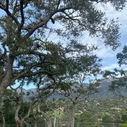 Tender Loving Care Tree Service