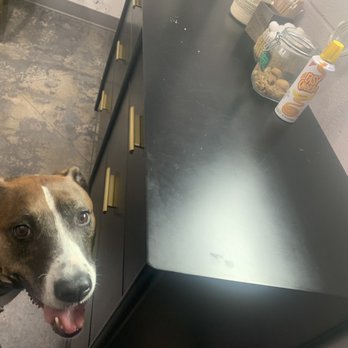 PAZ Veterinary North - Cheese whiz! - Veterinarians Near Me - Austin, Texas