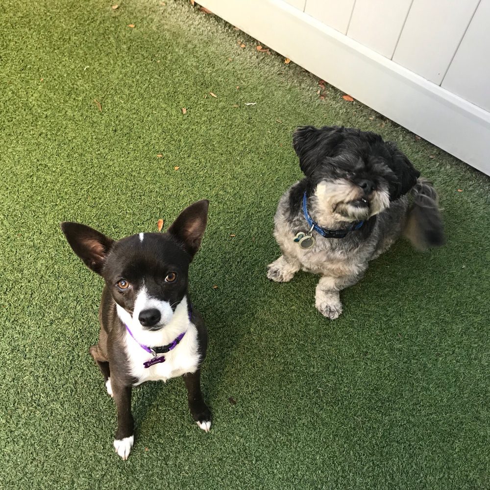 The Zen Dog - Pet Training Near Me The Zen Dog - Pet Training Near Me