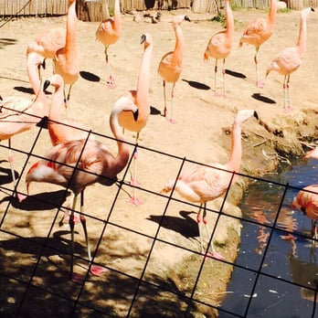 Phoenix Zoo - Zoos Near Me - Phoenix, Arizona Phoenix Zoo - Zoos Near Me - Phoenix, Arizona
