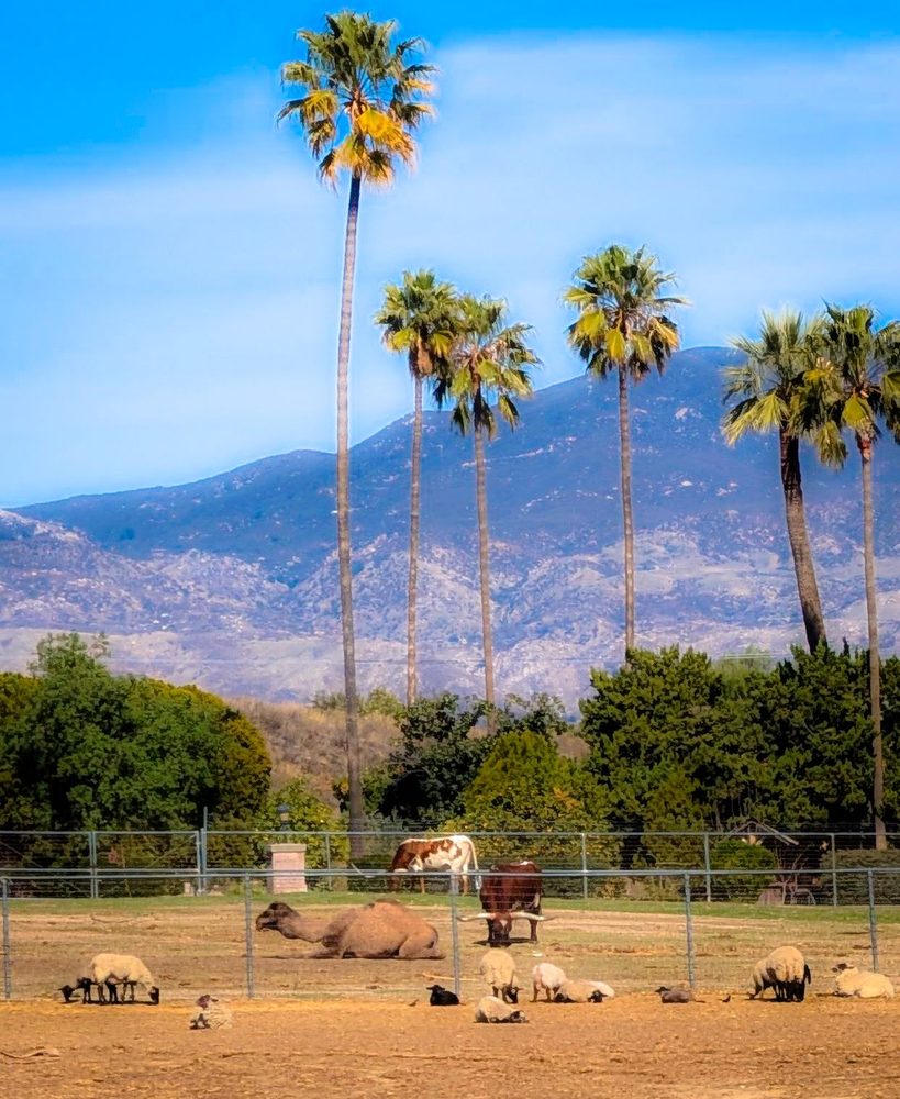 Park Hill Animal Park, Hemet Roadtrippers