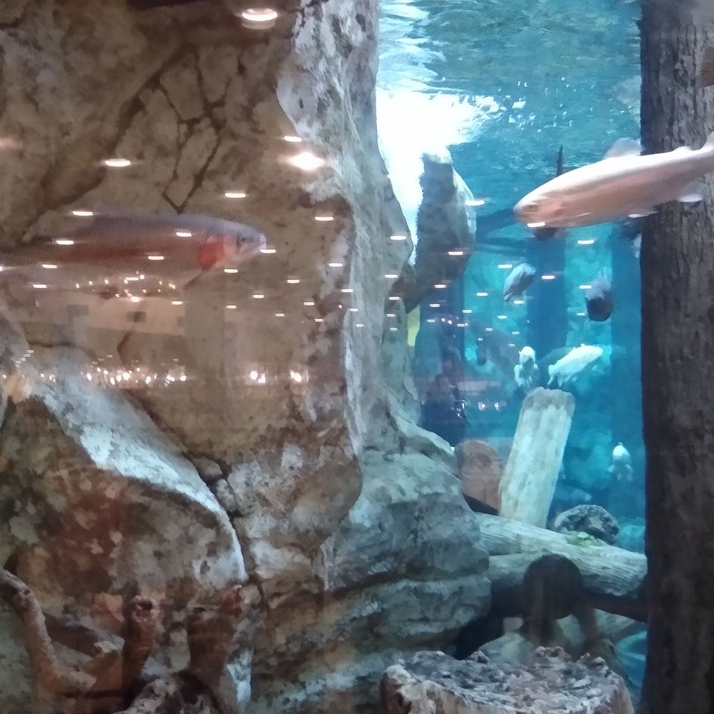 Cabela's - Fish tank - Guns & Ammo Near Me - Verdi, Nevada Cabela's - Fish tank - Guns & Ammo Near Me - Verdi, Nevada