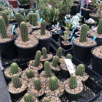 East Austin Succulents - Gardeners Near Me - Austin, Texas East Austin Succulents - Gardeners Near Me - Austin, Texas