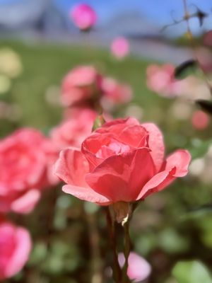 Lewis Ginter Botanical Garden by null