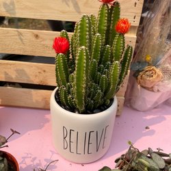 Flowers By CC - I believe that I would likely kill this plant