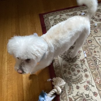 Pet Choice - New groomer's work - Pet Stores Near Me - Oakland, California Pet Choice - New groomer's work - Pet Stores Near Me - Oakland, California