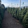 Ian's Pumpkins and Christmas Trees