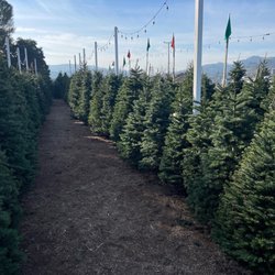 Ian's Pumpkin Patch - Ian's trees