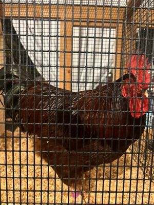 Miami-Dade County Fair & Exposition, Inc. by null