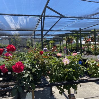 Golden Nursery - flowers - Nurseries & Gardening Near Me - San Mateo, California