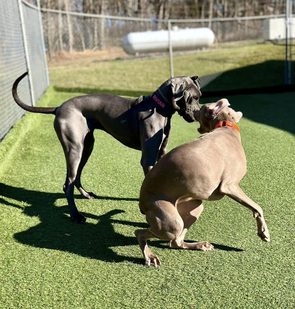 NOAH’S PET HOTEL & SPA Updated September 2024 12 Photos 331 E